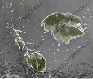 Photo Texture of Waterplants 0005